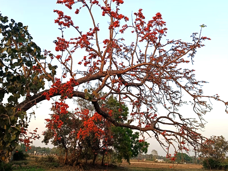 Garden Trails at Baul Sangee
