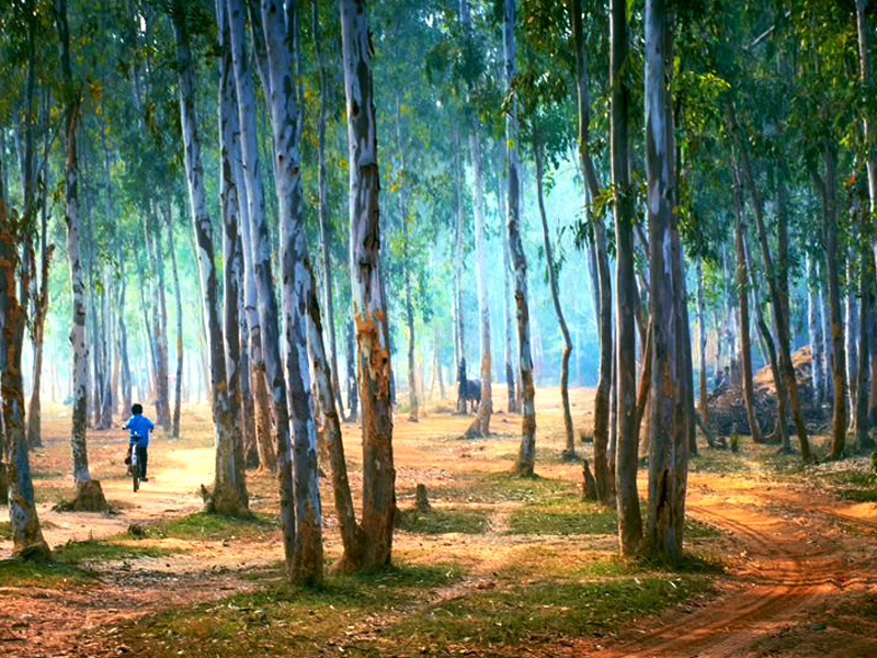 Garden Trails at Baul Sangee